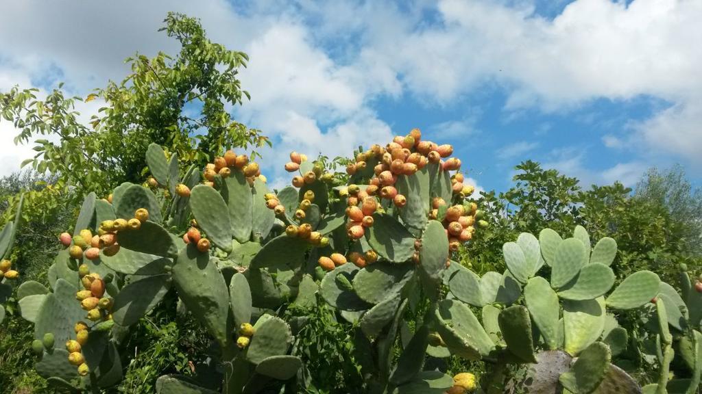 Agriturismo Le Vedute Bisceglie Eksteriør bilde